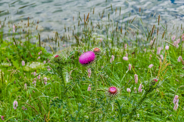 St. Moritz, St. Moritzersee, Distel, Musk Distel, Carduus, Carduus nutans, Alpendistel, Wildblume, Bergblume, Alpenblume, Bergwiese, Wanderweg, Oberengadin, Graubünden, Alpen, Sommer, Schweiz