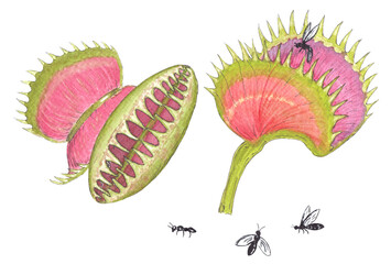 Watercolor illustration of a carnivorous plant and some insects. Hand painted venus flytrap.