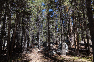 camino entre arboles en parque nacional de yosemite en EEUU