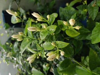 green leaves in the garden