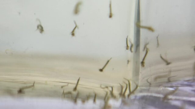 Close-up Of Many Mosquitos In Water Wriggling Around 