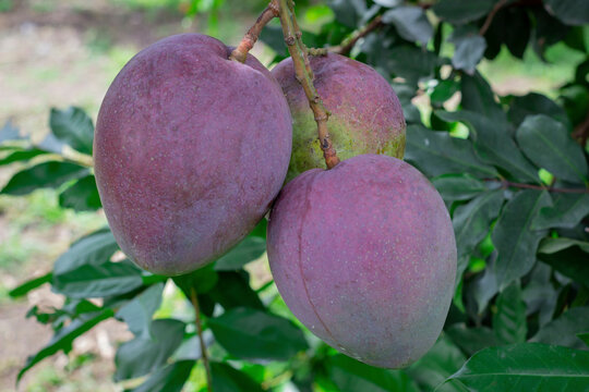 Mango tommy atkins photograph taken of two mangoes attached to the tree