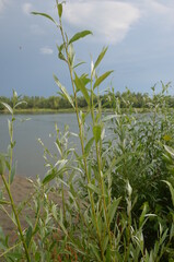 Bodies of water. Bathing season. Sandy beach. Altai Territory, Russia.