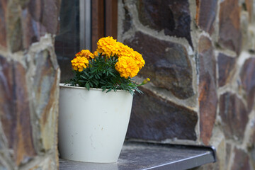 Fototapeta na wymiar Tagetes in a pot on the window. Tagetes garden flowers. Tagetes - magic flowers