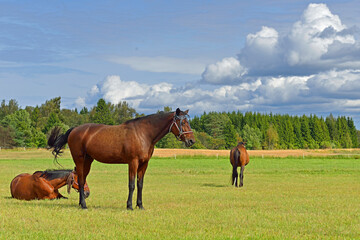 Beautiful horses are walking on green field. Aland Islands