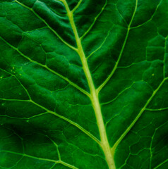 Close up of green leaf. Texture / background / wallpaper. Detail of leaf tissue 