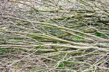 Tangled gray / green tree branches on deforested field in Poland