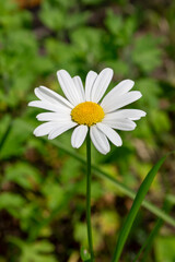 Obraz premium a perfect chamomile flower on a green blurred background