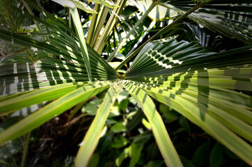 Obraz na płótnie Canvas bright green palm leaves