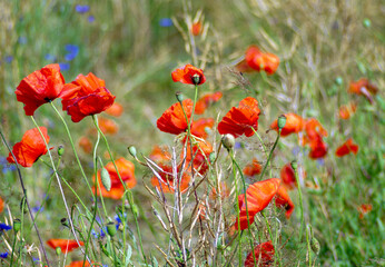 poppy flowers in summer on the field