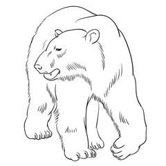 Hand drawn vector of polar bear isolated on white background. Black and white stock illustration of big animal for coloring book.