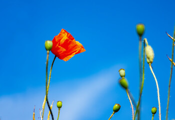 red poppies on a blue sky background, brightness,