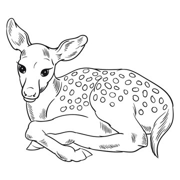 Hand drawn vector of fawn isolated on white background. Black and white stock illustration of young deer for coloring.