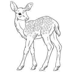 Hand drawn vector of fawn isolated on white background. Black and white stock illustration of young deer for coloring.