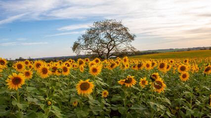 Obraz premium field of sunflowers