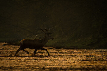Red Deer stag in the forest. Bieszczady. Carpathian Mountains. Poland.