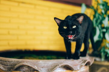 The black cat with yellow eyes  hiss