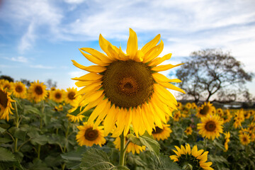 Fototapeta premium sunflower in the field