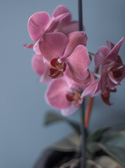 Fototapeta na wymiar Close up light pink orchid