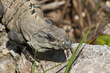 Wildlife. Giant lizard. Closeup of an iguana standing on a rock in the mayan ruins of Tulum.
