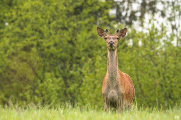 Red Deer stag in the forest. Bieszczady. Carpathian Mountains. Poland.