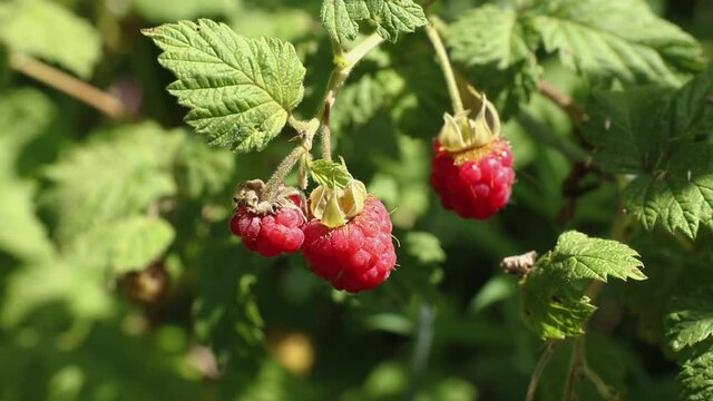 red raspberry growing at a bush close-up. rip berries trembling from the wind. summertime season and harvest concept.
