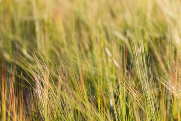 Abstract barley fields