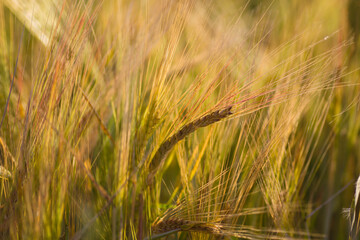 Barley field crops close up