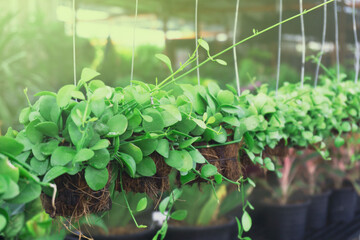 Dischidia planted in dry coconut husk