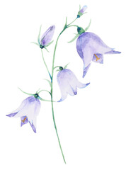 Obraz premium Red clover flower