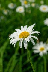 chamomile flower in the sun on a green blurred background