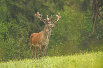 Red Deer stag in the forest. Bieszczady. Carpathian Mountains. Poland.