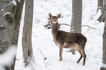 Red Deer in the forest. Bieszczady. Carpathian Mountains. Poland.