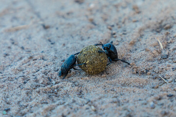 Family of two beetles on the ground among the grass roll a manure ball in the sunny summer or...