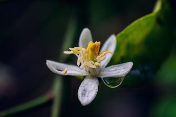 Macro closeup shot of orange blossom with a water droplet on one of the petals