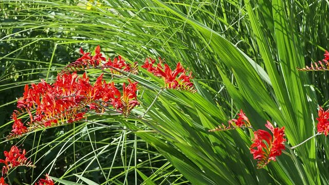 (Crocosmia  crocosmiiflora 'Lucifer') Garten in eine rot-orange Landschaft, warmen Farben der Garten-Montbretie 'Lucifer' an hohen Stielen im Wind biegen