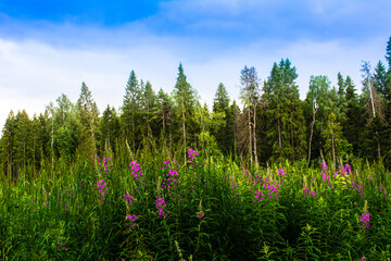 meadow with red flowers