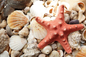 Top view of a red starfish on a background of shells. Seashells fill the entire frame, and the starfish lies on top of them in the right part of the frame
