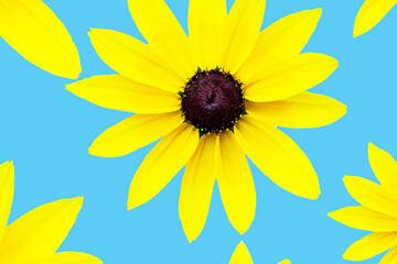 yellow sunflower on blue background