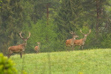Red Deer stag in the forest. Bieszczady. Carpathian Mountains. Poland.
