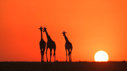 Three giraffes at sunset