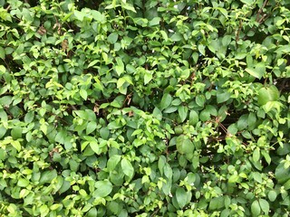 green leaves background