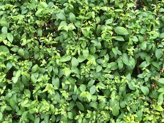 green leaves background