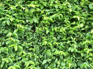 green leaves background