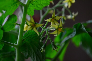 
Yellow flowers of tomato plant.