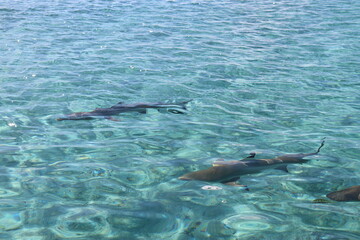 Requins de lagon à Taha'a, Polynésie française