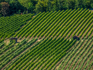 Weinberg mit Südhang im Sommer