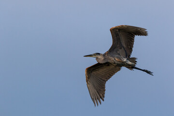 Great Blue Heron (Ardea herodias) flyover on a summer morning blue sky background