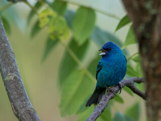 Indigo Bunting (Passerina cyanea) perched on branch soft green leaves background
