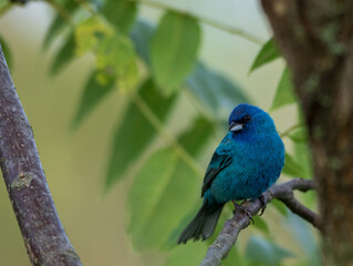 Indigo Bunting (Passerina cyanea) perched on branch soft green leaves background